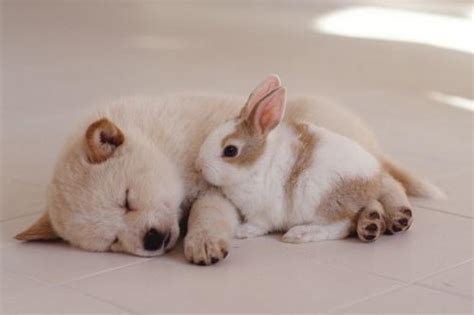 兔和狗合嗎 床可以靠牆嗎